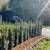 Premium Quality Cedar Hedges For Sale 9 thumbnail