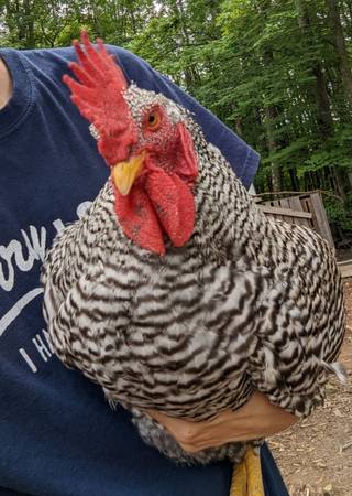 Barred Rock - $10 (Braham)63471409876611120