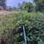 ONE TIME YARD CLEAN UPS-TRIMMING,WEEDING,IVY, BLACKBERRY REMOVALS etc 15 thumbnail