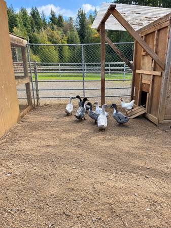 Ducks! 1
