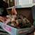 Sphynx’s Female 4 thumbnail