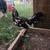 Game chickens 1 thumbnail