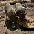 Potbelly Pig 2 thumbnail