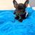 French bull dog 3 thumbnail