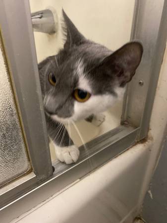Por favor mira, es una gata gris y blanca de Silpoint de 1 año (Downtown Las Vegas, Nevada)63860185169153120