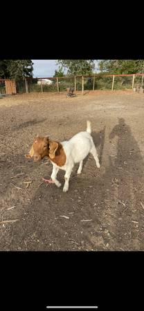 Goat for sale 1