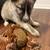Husky / German shepherd puppies 2 thumbnail