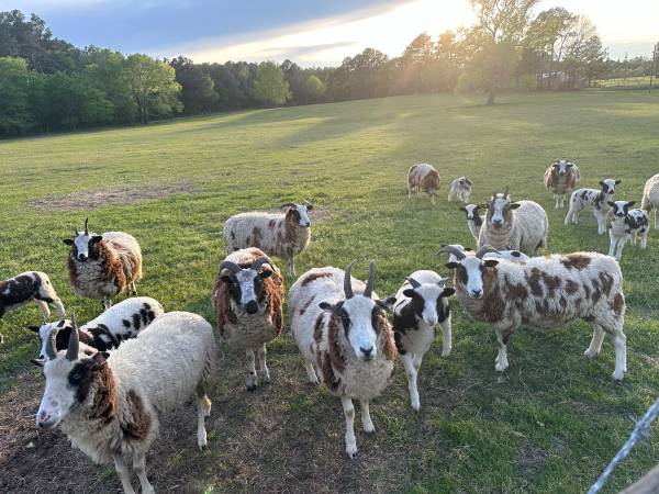 Updated: Jacob Sheep Flock/Herd - Ewes and Lambs 1