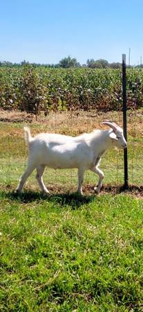 Billies and wethers 1