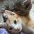 Two Sokoke kitty brothers ready to join your family! 9 thumbnail