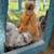 Silkie Chicks *Baby Chickens* 7 thumbnail