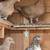 Pigeons Yellow and red tipplers (Niles il) 1 thumbnail