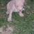 Pitbull xl rednose fawn puppies 9 thumbnail
