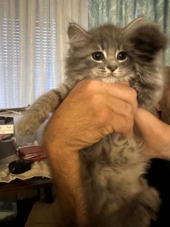 4 fluffy kittens