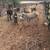 Donkeys 5 thumbnail