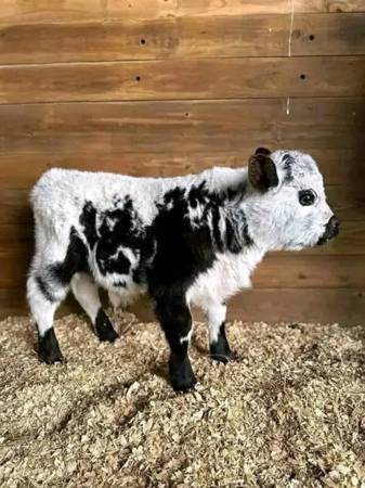 Belted Galloway And Jennies 1