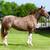 Horses 9 thumbnail