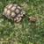 Tortoise 3 thumbnail
