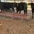 Brangus heifers 6 thumbnail