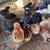 Pullets 5 thumbnail