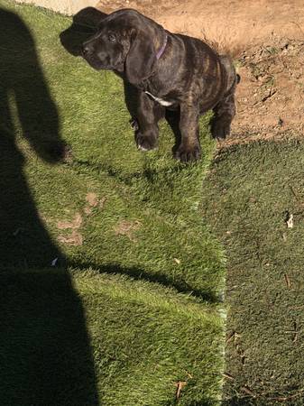 Corso pup573826361176903682