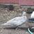 Muscovy Ducks 4 thumbnail