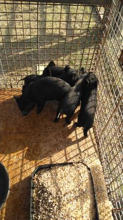 KuneKune/Juliana Pigs 1