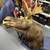 Moose Taxidermy Wall Mount Vintage Canadian Large 48"L x 36" Antler 8 thumbnail