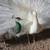 Peacocks 15 thumbnail