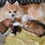 Pomeranian 3 thumbnail