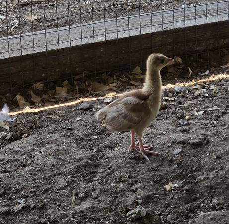 1 Peacock and 3 Turkey - $110 (Dale tx)63471406160899122