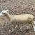 Sheep Ewe 1 thumbnail
