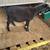 Nigerian Dwarf Goat 2 thumbnail