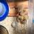 Serama hatching eggs 5 thumbnail