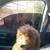 Golden doodle 2 thumbnail