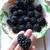 Thornless Blackberry and a couple  Red Raspberry Plants 1 thumbnail