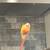Green Cheek Conure 1 thumbnail