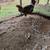 Chickens 1 thumbnail
