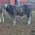 Bull calf for sale 2 thumbnail