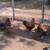 young laying hens 11 thumbnail
