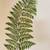 LARGE ORIGINAL WATERCOLOR PAINTING OF FERN 1 thumbnail