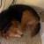 Urgent Euthanasia Case - Home Needed Asap 2 thumbnail