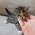 Kitties! 5 thumbnail
