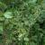 Garden Blackberries 10 thumbnail