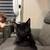 6 months old kitten 2 thumbnail