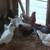 ready to lay pullets hens 1 thumbnail