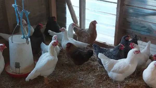 ready to lay pullets hens 1