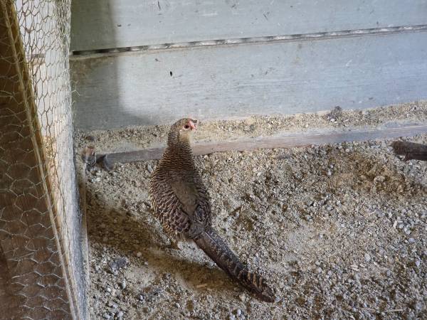 Red golden pheasants 1