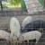 Mangalista pigs 6 thumbnail