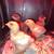 Layer Chicks - Easter Eggers 1 thumbnail